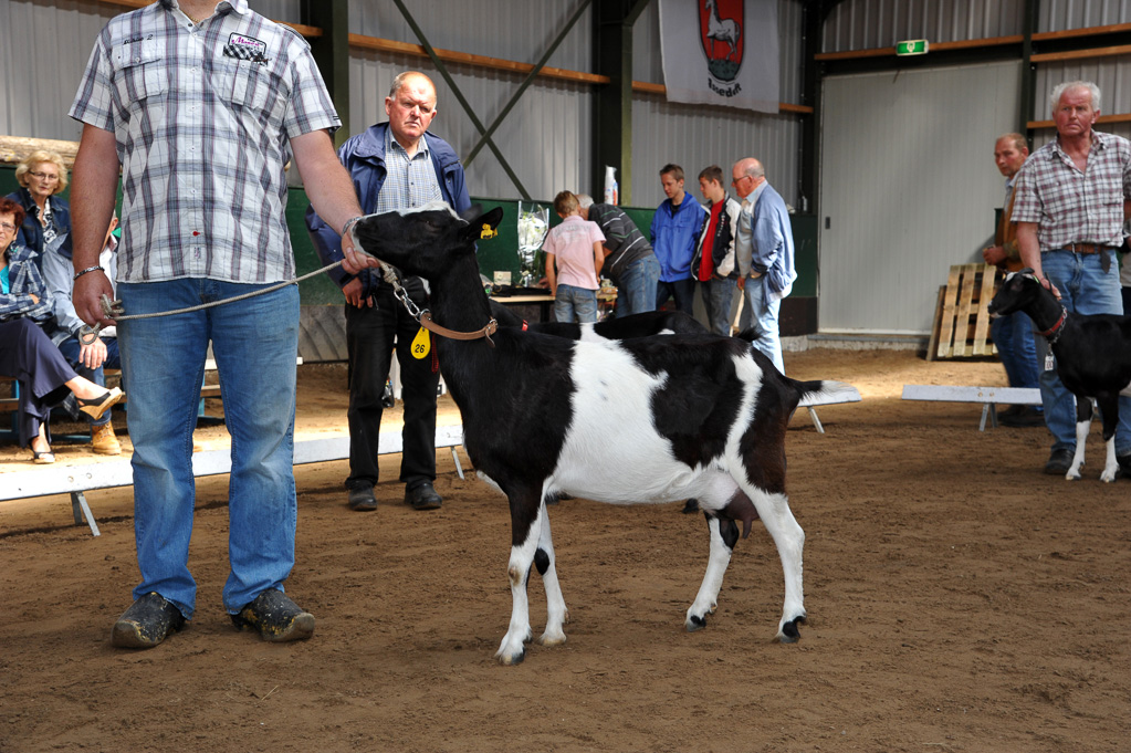 Geitenkeuring van Geitenfokvereniging Assendelft eo in Manege De Delft