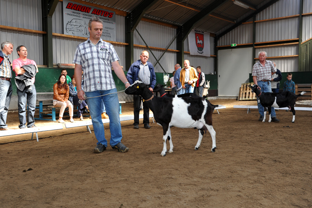 Geitenkeuring van Geitenfokvereniging Assendelft eo in Manege De Delft