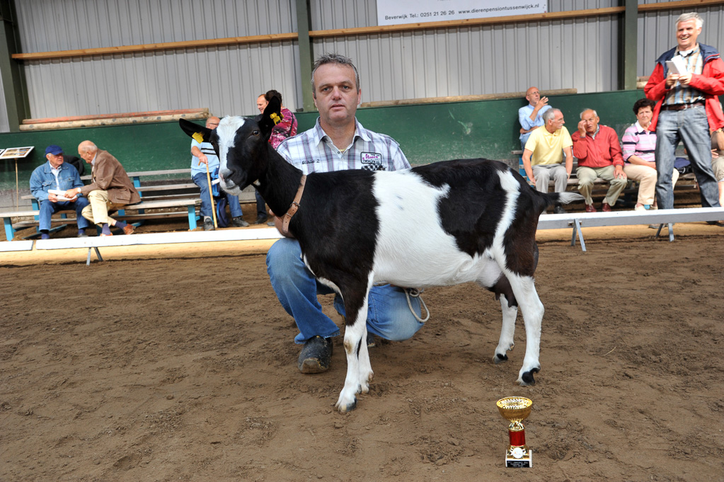 Geitenkeuring van Geitenfokvereniging Assendelft eo in Manege De Delft