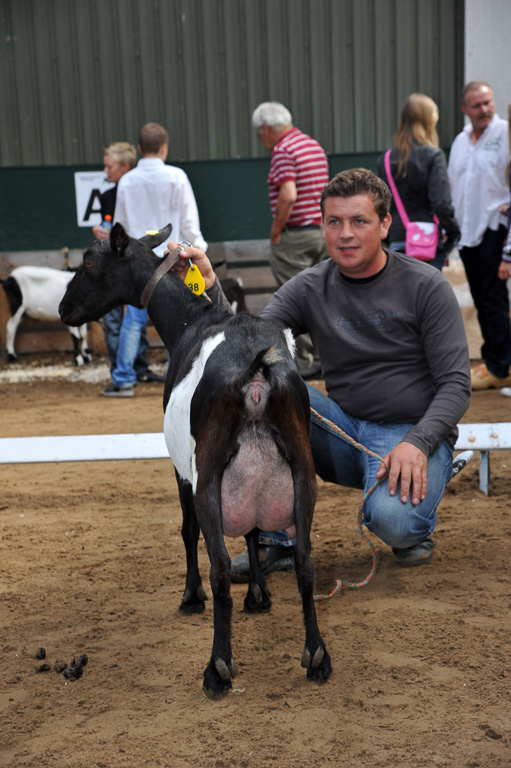 Geitenkeuring van Geitenfokvereniging Assendelft eo in Manege De Delft