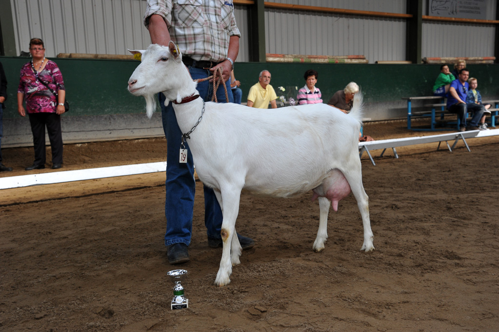 Geitenkeuring van Geitenfokvereniging Assendelft eo in Manege De Delft