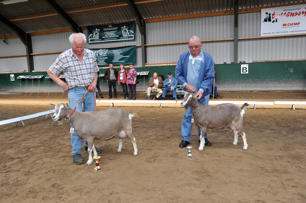 Geitenkeuring van Geitenfokvereniging Assendelft eo in Manege De Delft