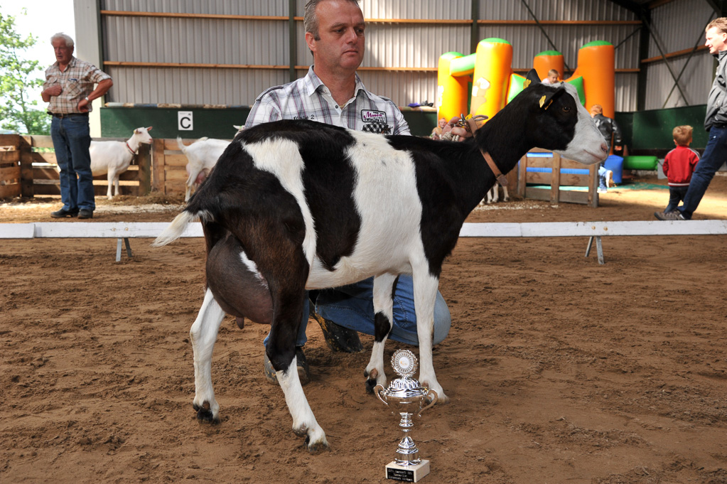 Geitenkeuring van Geitenfokvereniging Assendelft eo in Manege De Delft