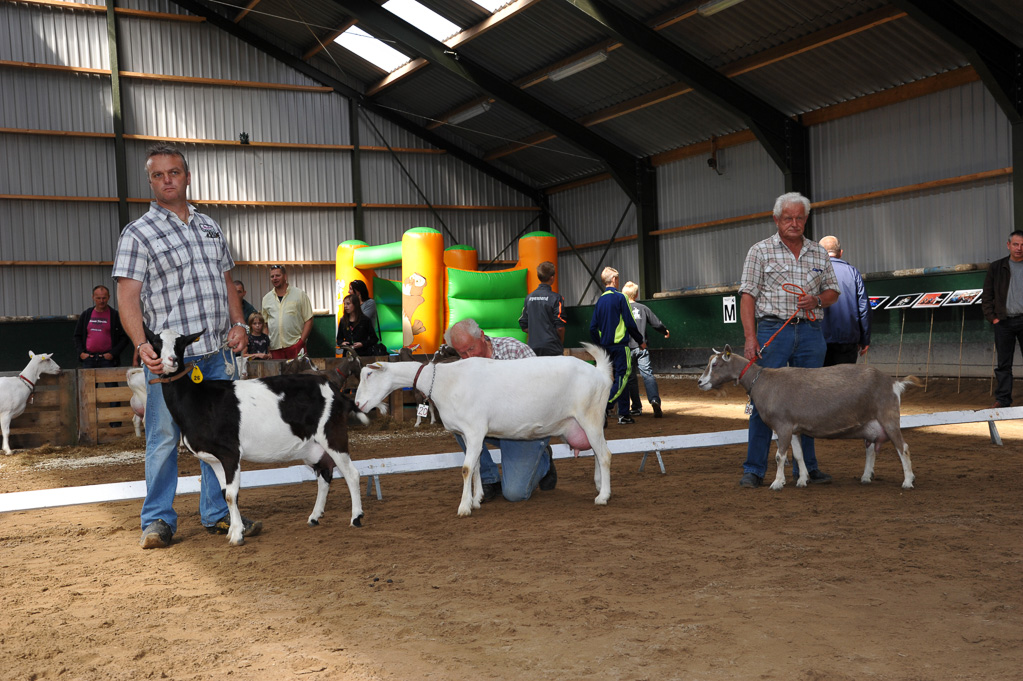 Geitenkeuring van Geitenfokvereniging Assendelft eo in Manege De Delft