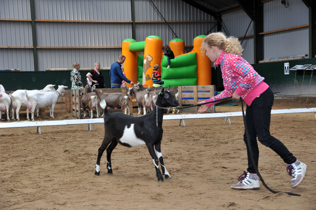 Geitenkeuring van Geitenfokvereniging Assendelft eo in Manege De Delft
