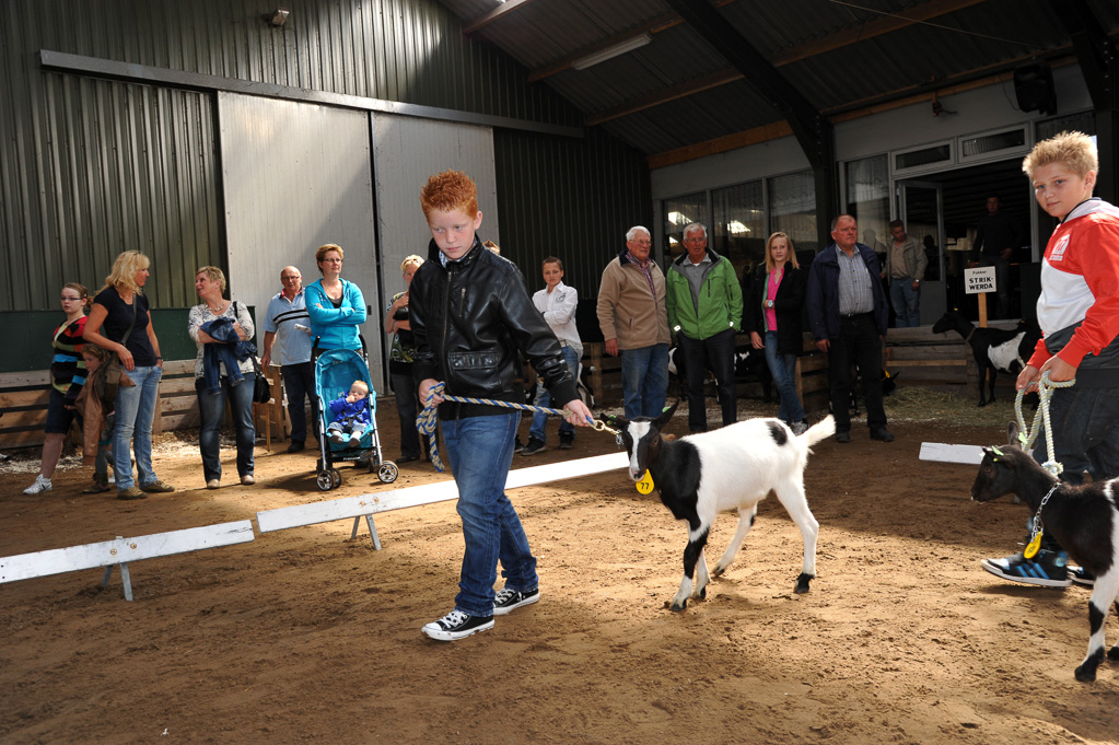 Geitenkeuring van Geitenfokvereniging Assendelft eo in Manege De Delft