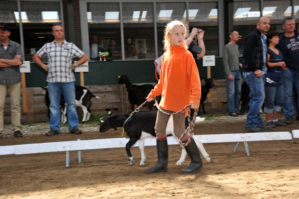 Geitenkeuring van Geitenfokvereniging Assendelft eo in Manege De Delft