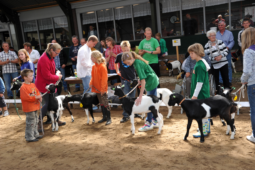 Geitenkeuring van Geitenfokvereniging Assendelft eo in Manege De Delft