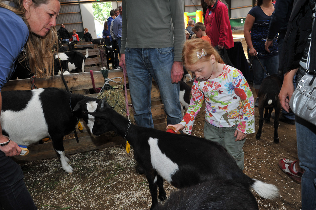 Geitenkeuring van Geitenfokvereniging Assendelft eo in Manege De Delft