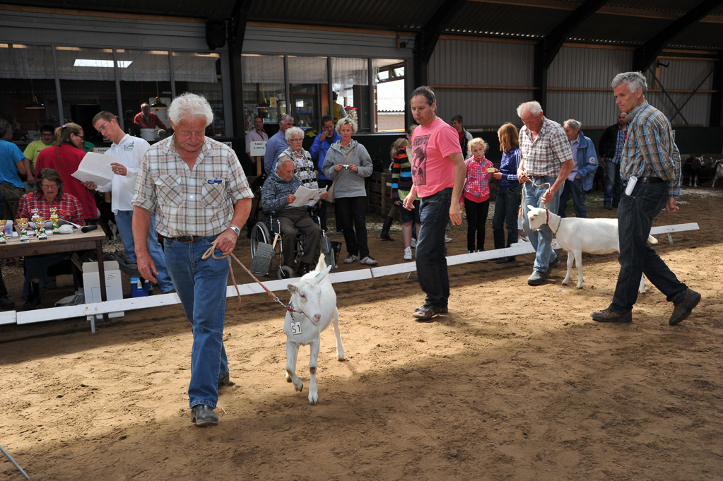 Geitenkeuring van Geitenfokvereniging Assendelft eo in Manege De Delft