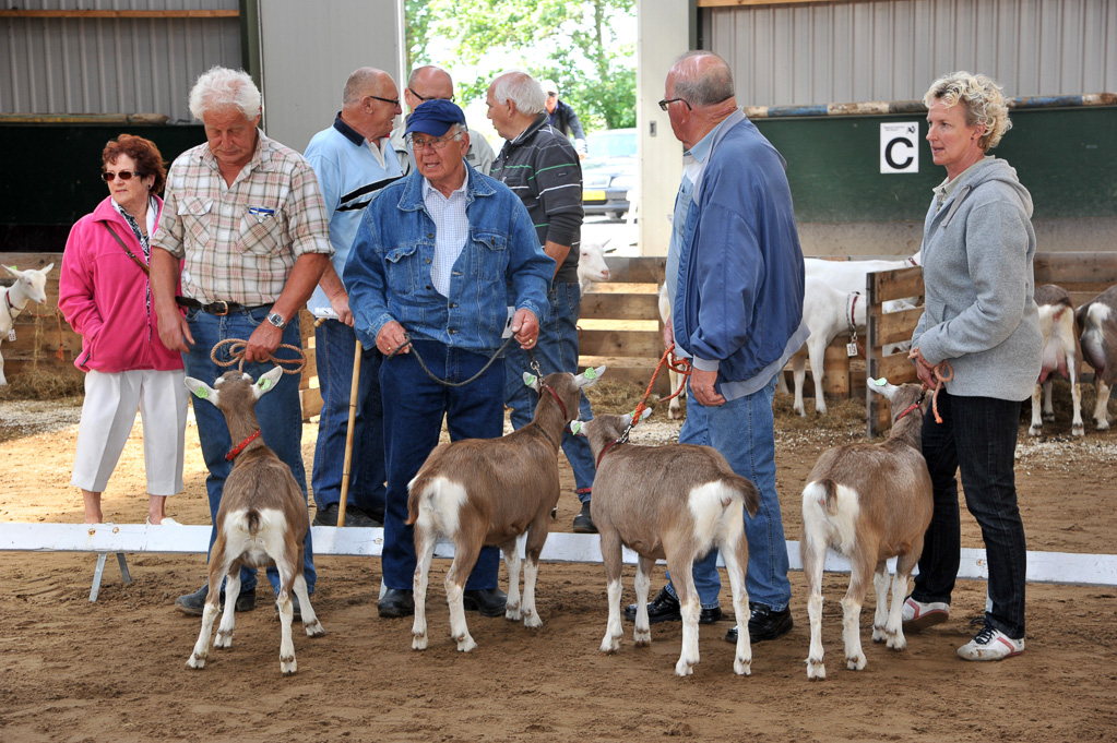 Geitenkeuring van Geitenfokvereniging Assendelft eo in Manege De Delft