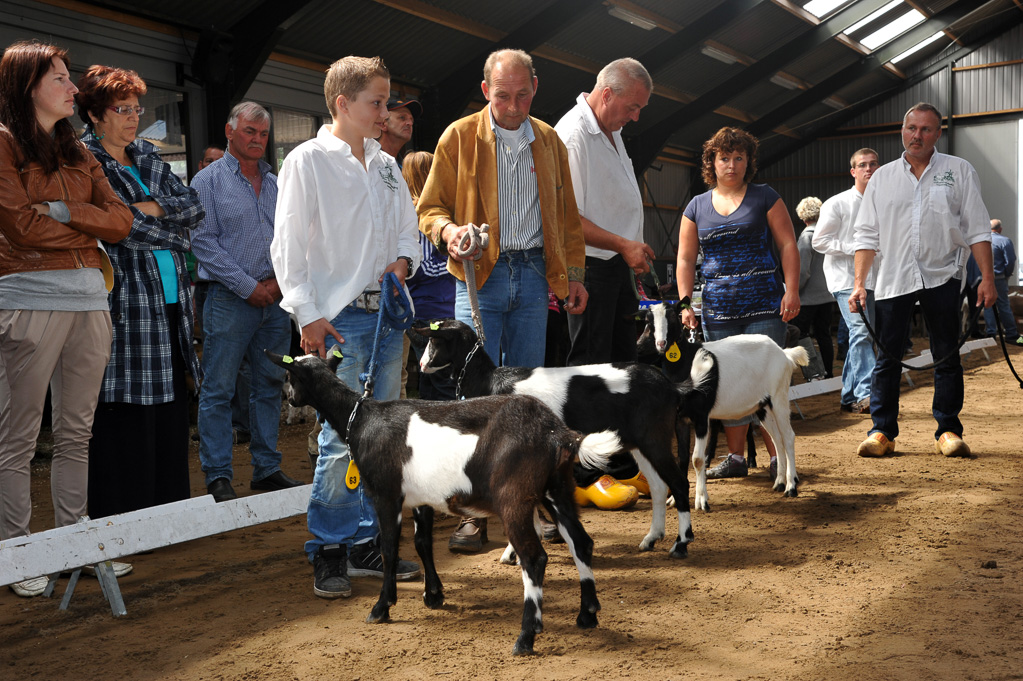 Geitenkeuring van Geitenfokvereniging Assendelft eo in Manege De Delft