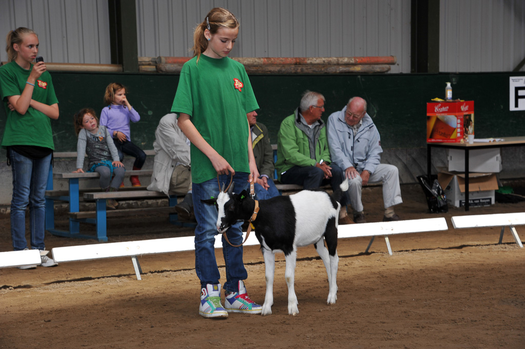 Geitenkeuring van Geitenfokvereniging Assendelft eo in Manege De Delft