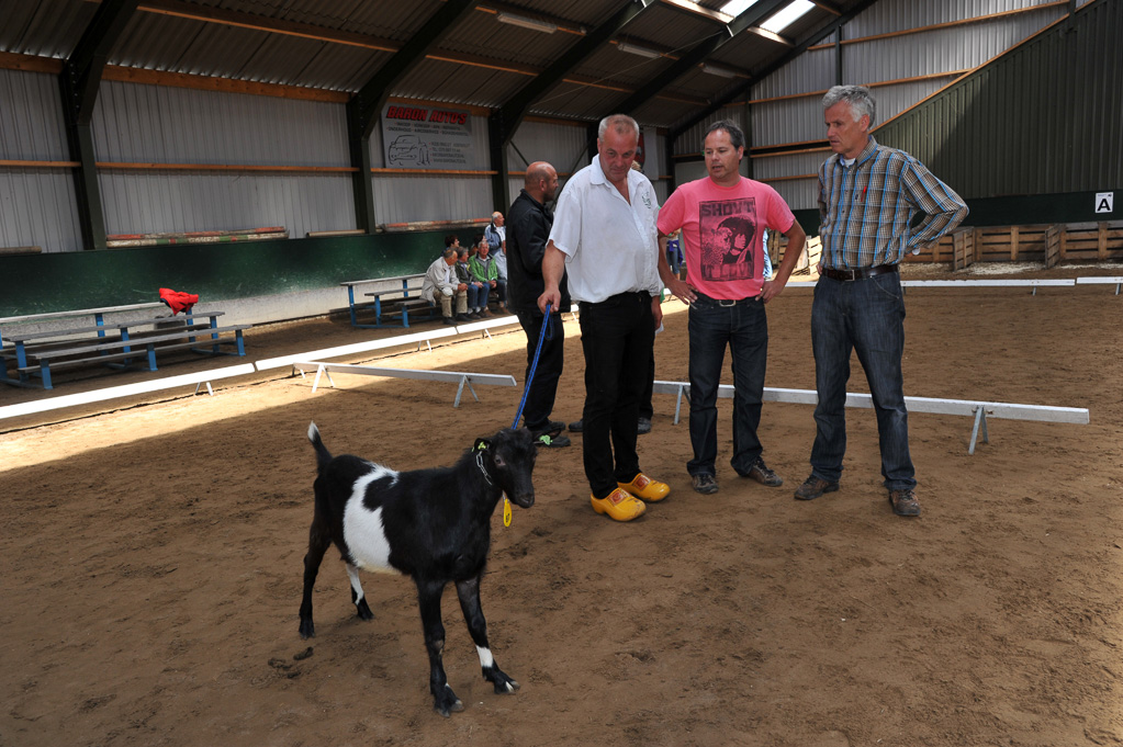 Geitenkeuring van Geitenfokvereniging Assendelft eo in Manege De Delft