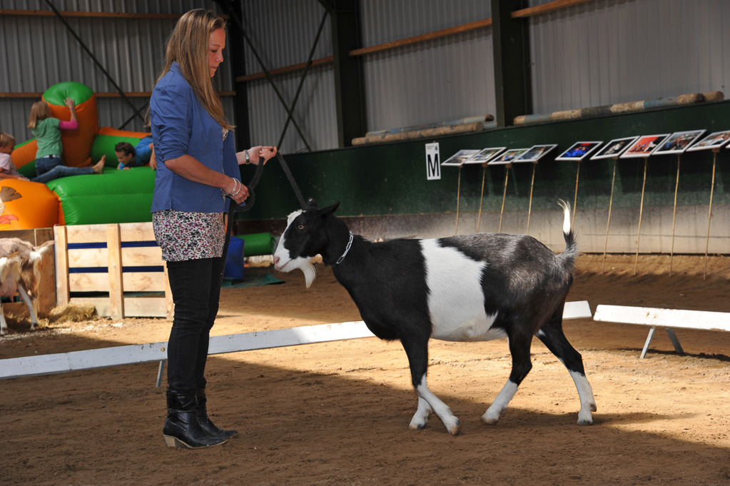 Geitenkeuring van Geitenfokvereniging Assendelft eo in Manege De Delft