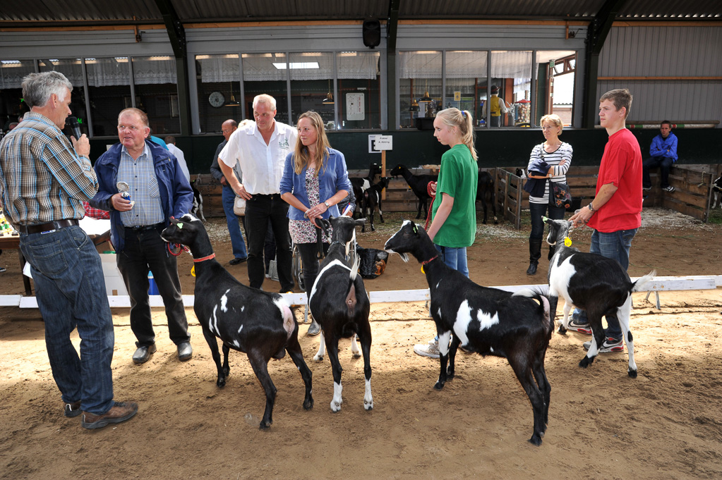 Geitenkeuring van Geitenfokvereniging Assendelft eo in Manege De Delft
