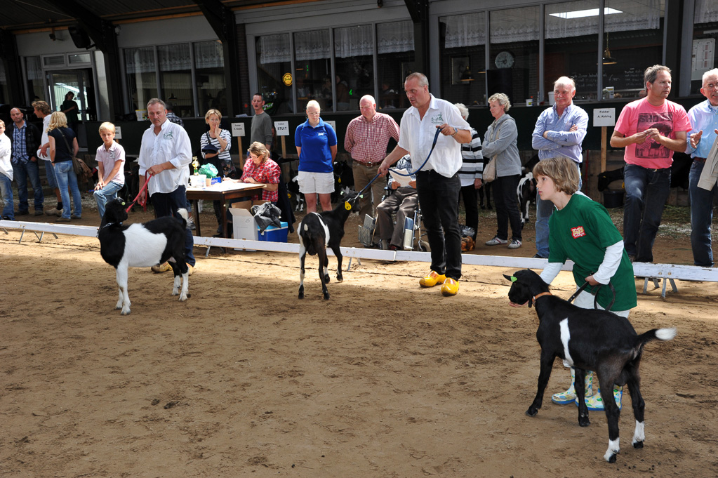 Geitenkeuring van Geitenfokvereniging Assendelft eo in Manege De Delft