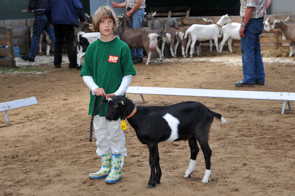 Geitenkeuring van Geitenfokvereniging Assendelft eo in Manege De Delft