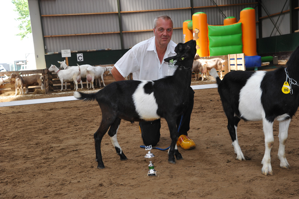 Geitenkeuring van Geitenfokvereniging Assendelft eo in Manege De Delft