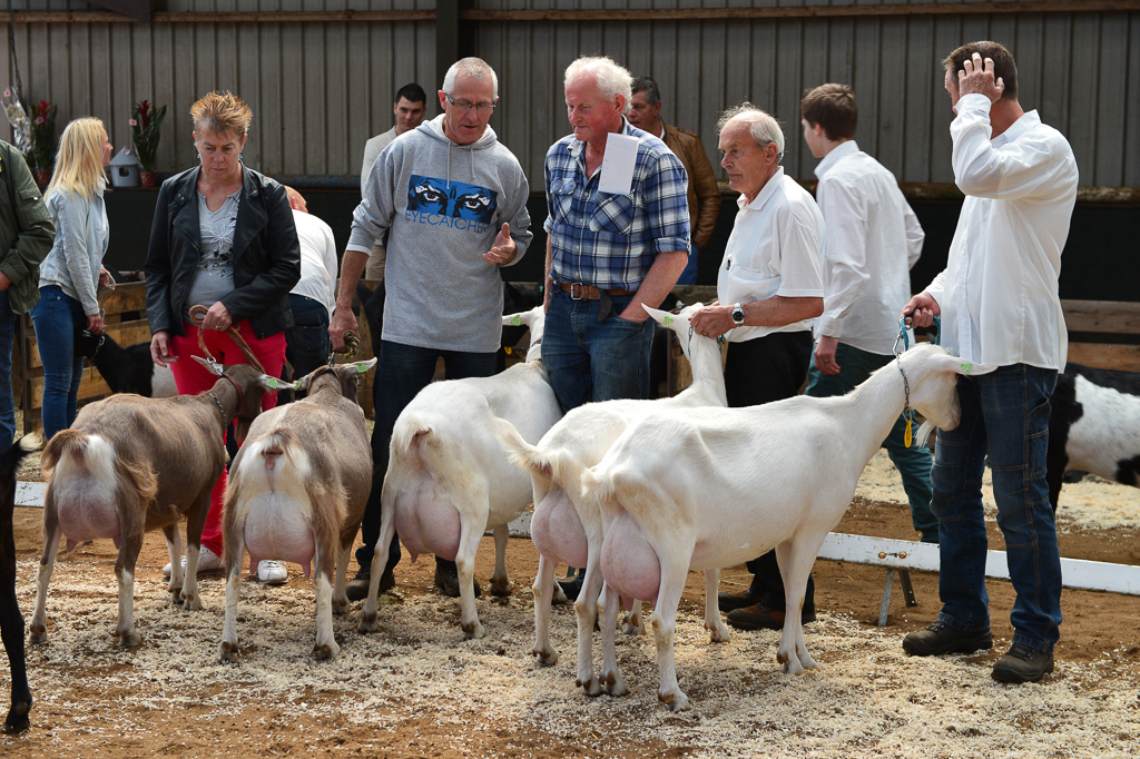 Jaarlijkse geitenkeuring in Menege De Delft. Georganiseerd door Geitenfokvereniging Assendelft en omstreken.
