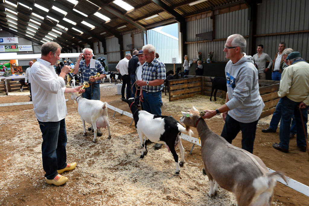 Jaarlijkse geitenkeuring in Menege De Delft. Georganiseerd door Geitenfokvereniging Assendelft en omstreken.