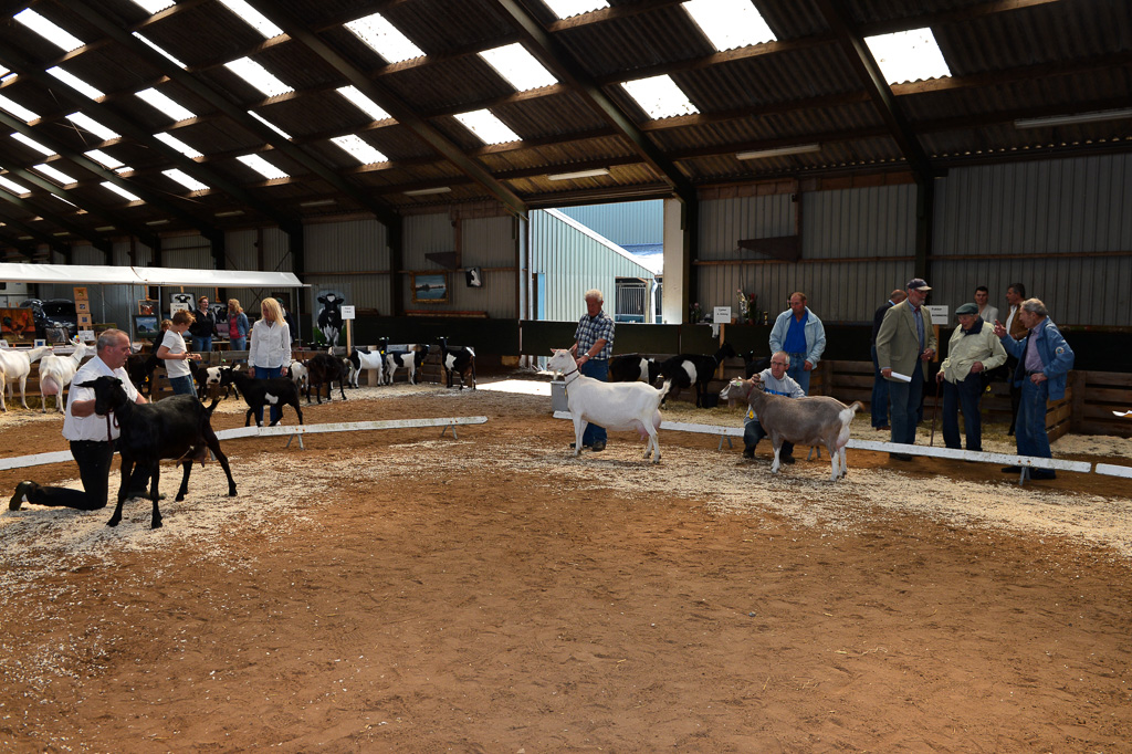 Jaarlijkse geitenkeuring in Menege De Delft. Georganiseerd door Geitenfokvereniging Assendelft en omstreken.