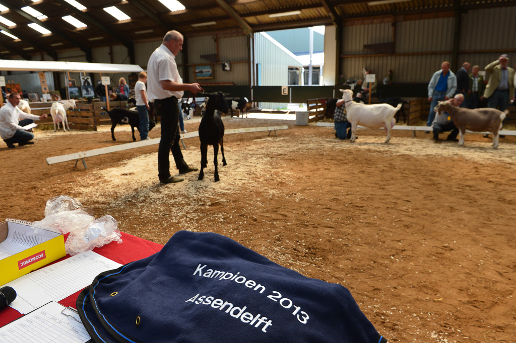 Jaarlijkse geitenkeuring in Menege De Delft. Georganiseerd door Geitenfokvereniging Assendelft en omstreken.