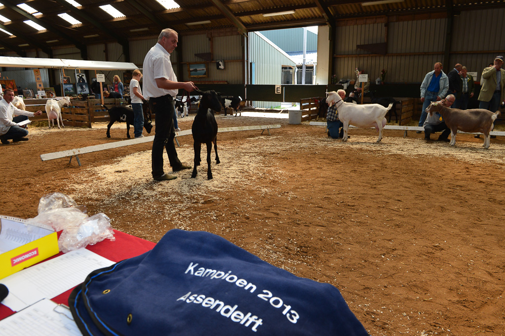 Jaarlijkse geitenkeuring in Menege De Delft. Georganiseerd door Geitenfokvereniging Assendelft en omstreken.