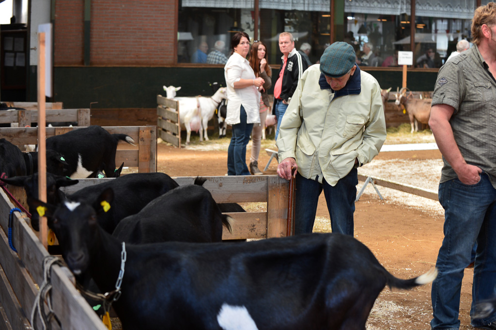 Jaarlijkse geitenkeuring in Menege De Delft. Georganiseerd door Geitenfokvereniging Assendelft en omstreken.