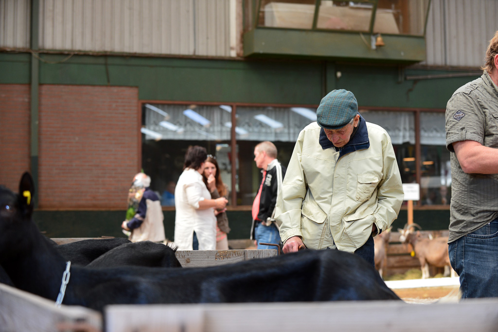 Jaarlijkse geitenkeuring in Menege De Delft. Georganiseerd door Geitenfokvereniging Assendelft en omstreken.