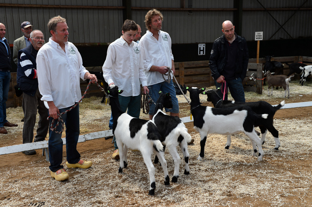 Jaarlijkse geitenkeuring in Menege De Delft. Georganiseerd door Geitenfokvereniging Assendelft en omstreken.