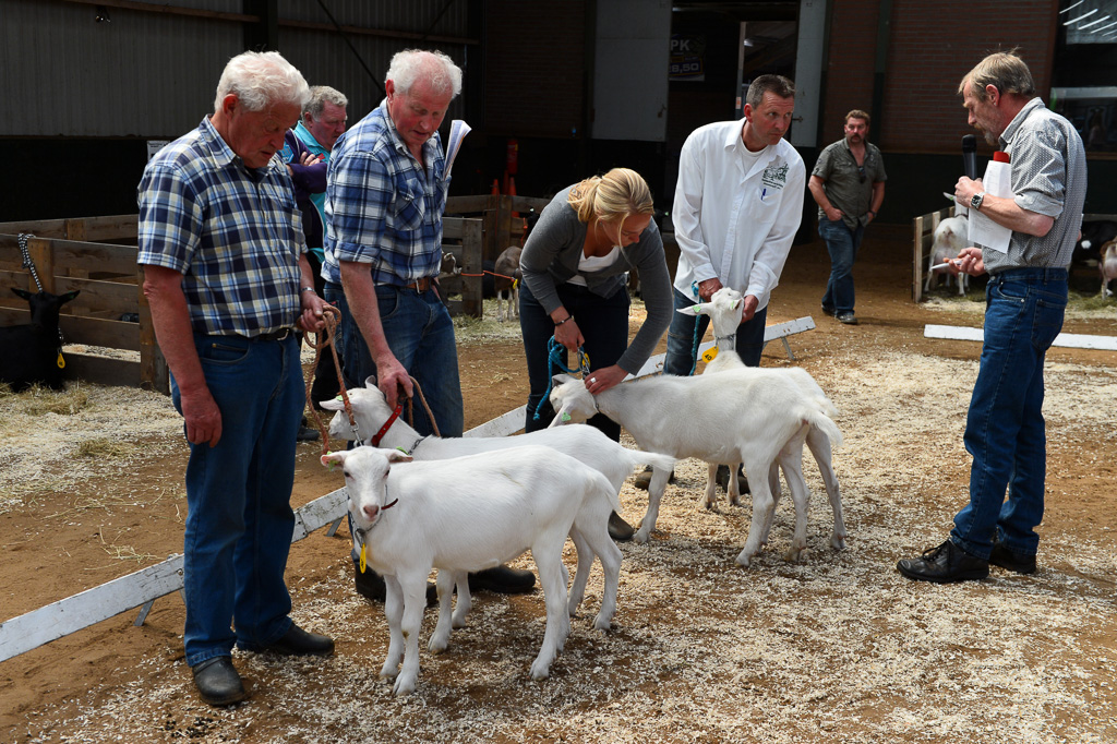 Jaarlijkse geitenkeuring in Menege De Delft. Georganiseerd door Geitenfokvereniging Assendelft en omstreken.