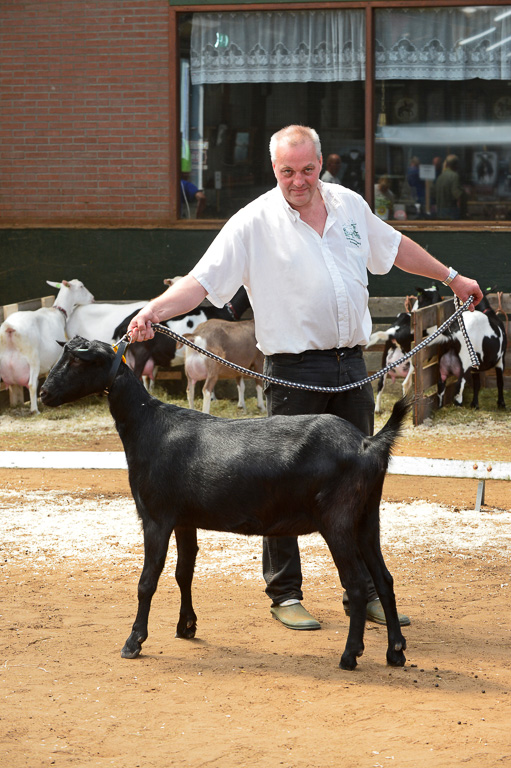 Jaarlijkse geitenkeuring in Menege De Delft. Georganiseerd door Geitenfokvereniging Assendelft en omstreken.