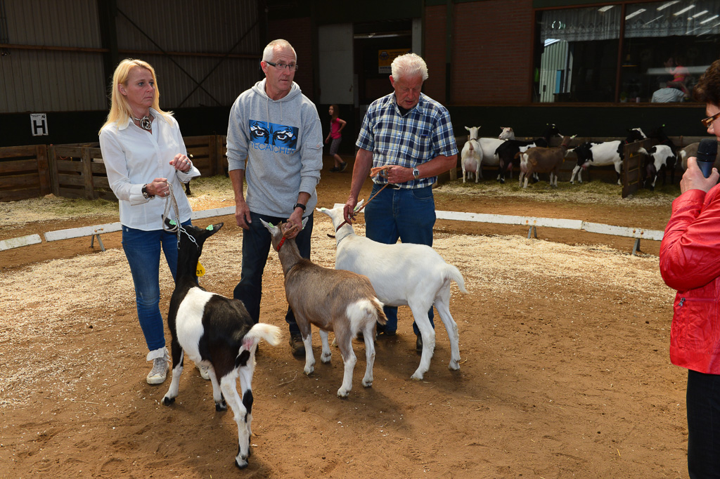 Jaarlijkse geitenkeuring in Menege De Delft. Georganiseerd door Geitenfokvereniging Assendelft en omstreken.