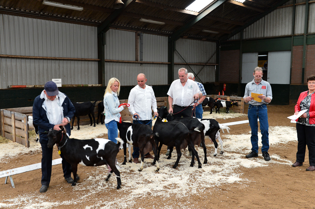 Jaarlijkse geitenkeuring in Menege De Delft. Georganiseerd door Geitenfokvereniging Assendelft en omstreken.