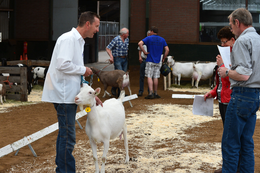 Jaarlijkse geitenkeuring in Menege De Delft. Georganiseerd door Geitenfokvereniging Assendelft en omstreken.