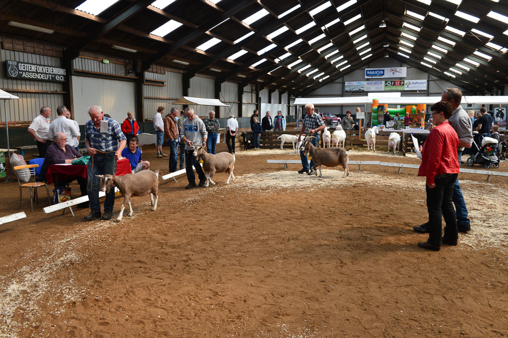 Jaarlijkse geitenkeuring in Menege De Delft. Georganiseerd door Geitenfokvereniging Assendelft en omstreken.
